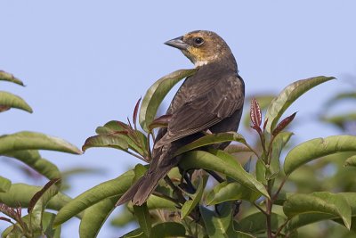 Yellow-headed Blackbird