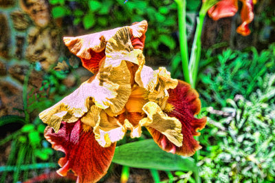 Day Lily with a touch of Topaz