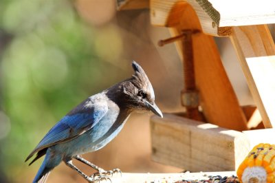 Scrub jay at the feeder