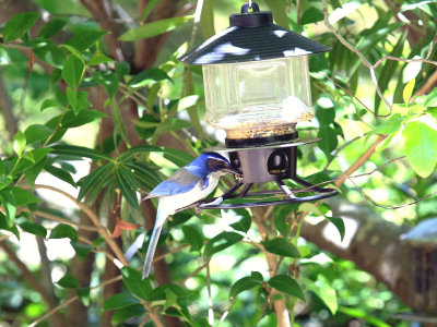 Another shot of the Jay