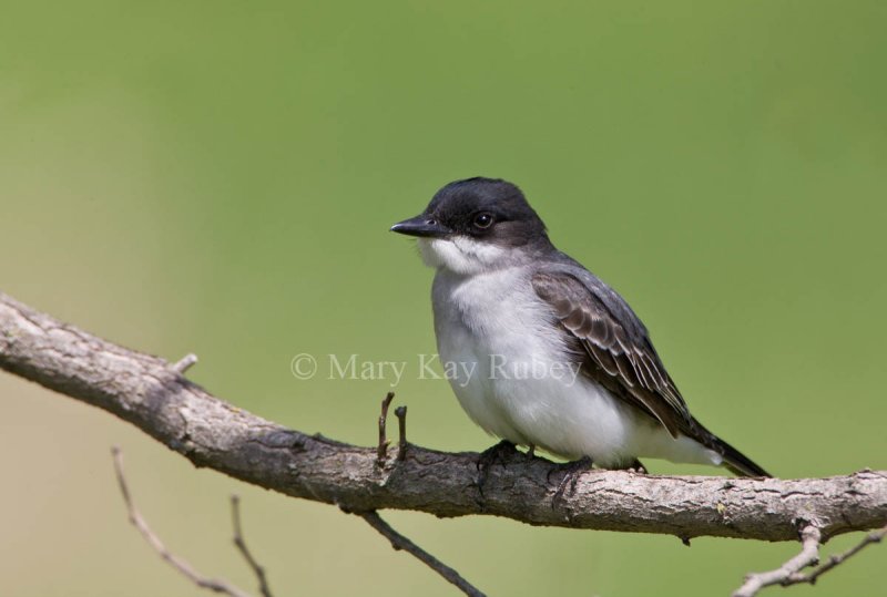 Eastern Kingbird _11R6362.jpg