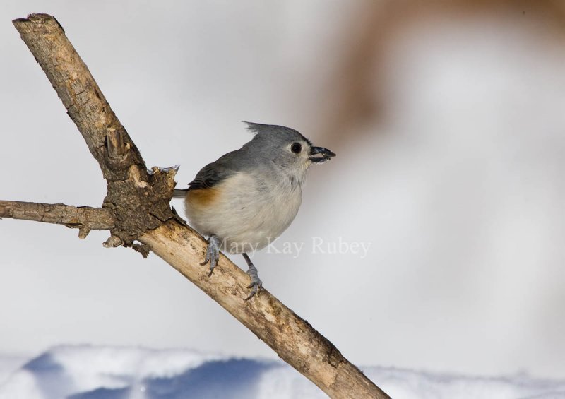 Tufted Titmouse _H9G0670.jpg