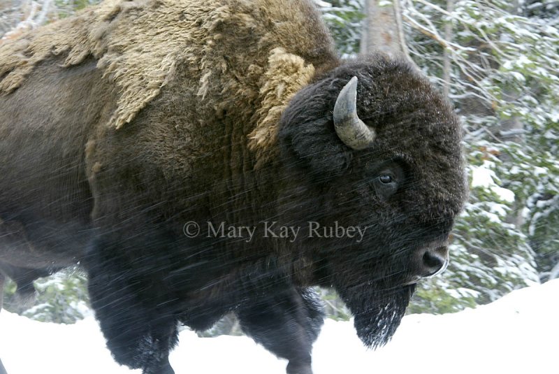 Bison in snow D4EC3986.jpg