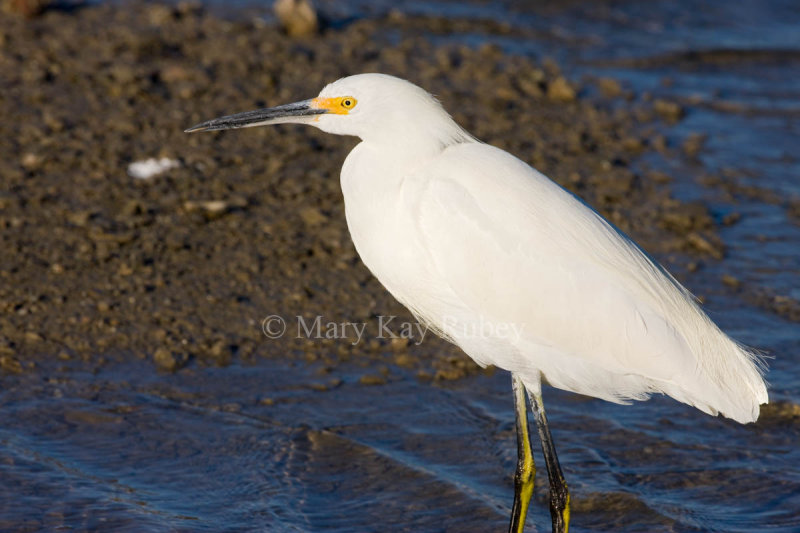 Snowy Egret _I9I6971.jpg