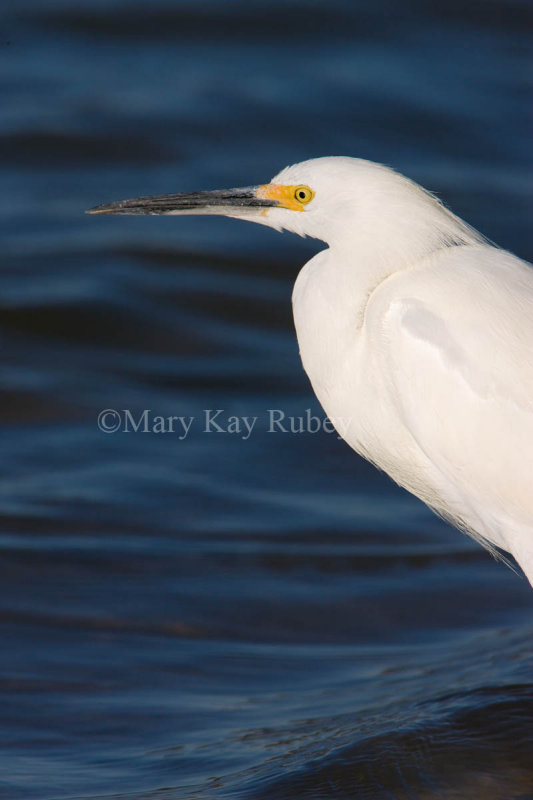 Snowy Egret _I9I6991.jpg