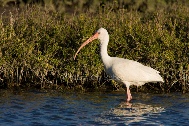 White Ibis _I9I7049.jpg