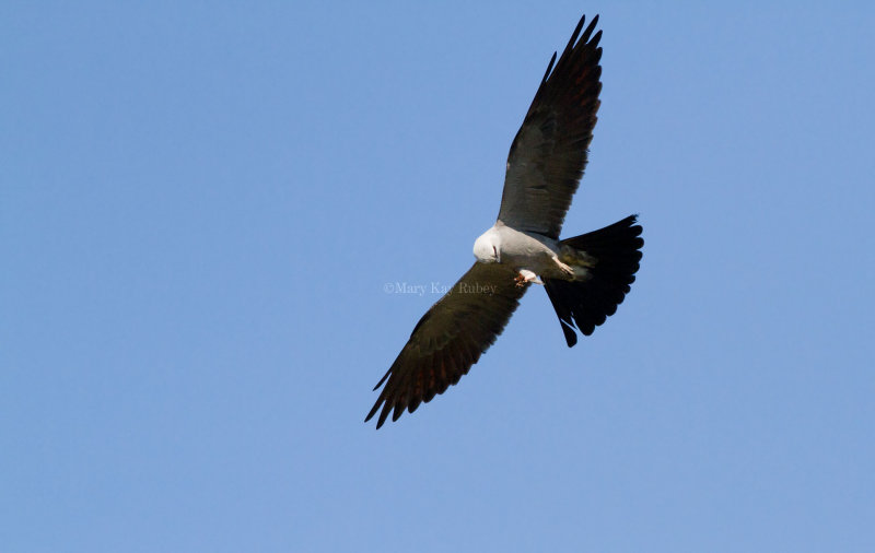  Mississippi Kite _MG_8356.jpg