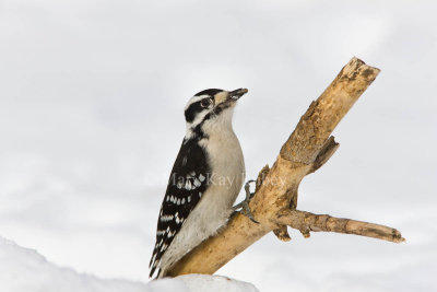 Downy Woodpecker female 0I9I1577.jpg