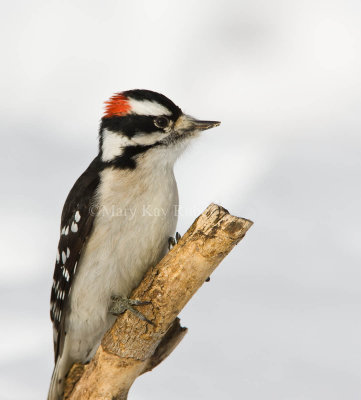 Downy Woodpecker 0I9I1531.jpg