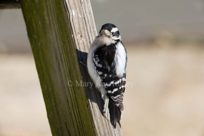 Downy Woodpecker female 0I9I8905.jpg