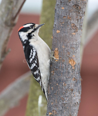 Downy Woodpecker 0I9I9254.jpg