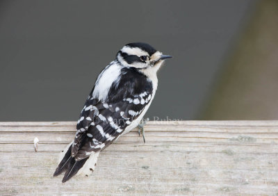 Downy Woodpecker female 0I9I9280.jpg