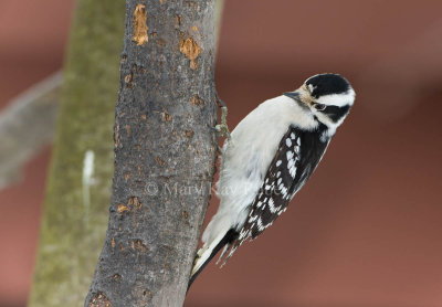 Downy Woodpecker female 0I9I9317.jpg