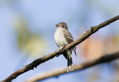 Least Flycatcher _11R7820.jpg