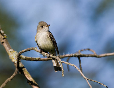 Least Flycatcher _11R7835.jpg