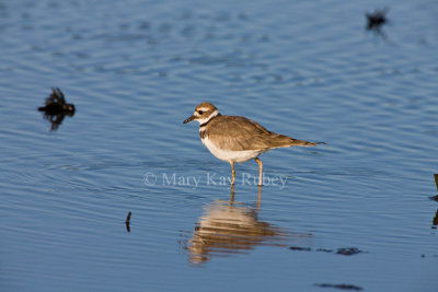 Killdeer _11R2447.jpg