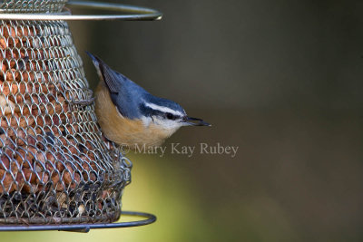 Red-breasted Nuthatch _S9S7289.jpg
