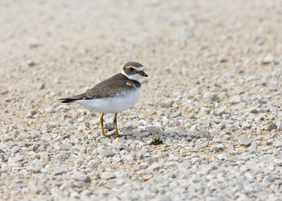 Semipalmated Plover _11R2117.jpg