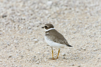 Semipalmated Plover _11R2118.jpg