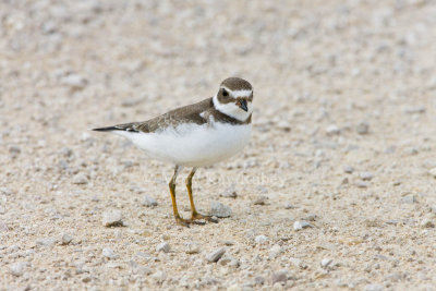 Semipalmated Plover _11R2121.jpg