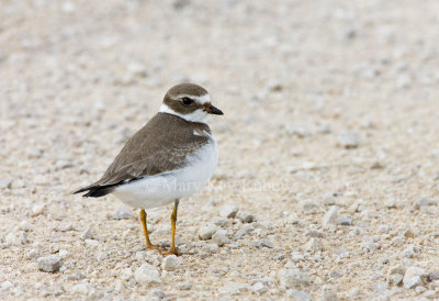 Semipalmated Plover _11R2126.jpg