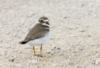 Semipalmated Plover _11R2130.jpg