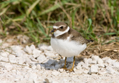 Semipalmated Plover _11R2141.jpg