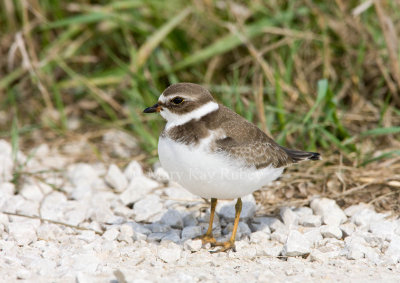 Semipalmated Plover _11R2146.jpg