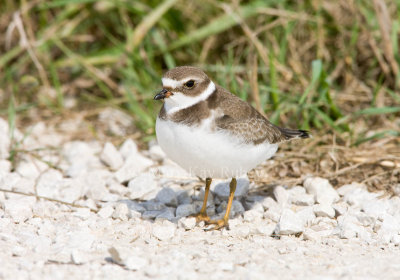 Semipalmated Plover _11R2149.jpg