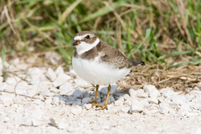 Semipalmated Plover _11R2150.jpg