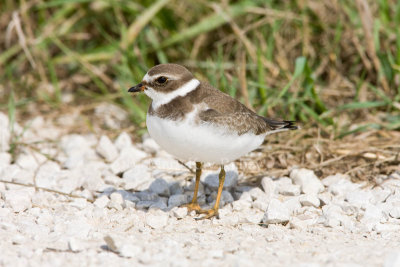 Semipalmated Plover _11R2152.jpg