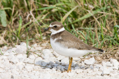 Semipalmated Plover _11R2154.jpg