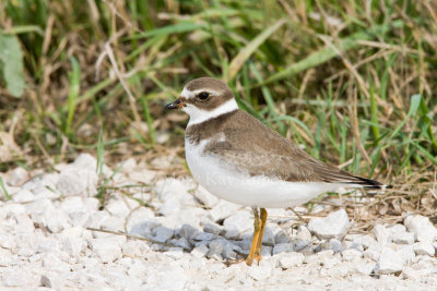 Semipalmated Plover _11R2155.jpg