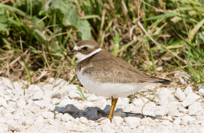 Semipalmated Plover _11R2165.jpg