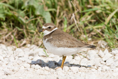 Semipalmated Plover _11R2169.jpg