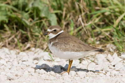 Semipalmated Plover _11R2173.jpg