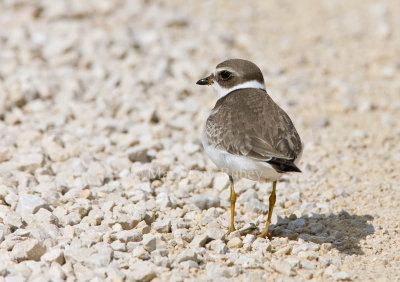 Semipalmated Plover _11R2178.jpg