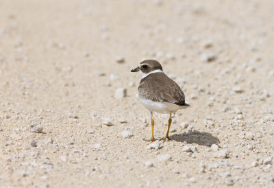 Semipalmated Plover _11R2183.jpg