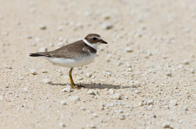 Semipalmated Plover _11R2189.jpg