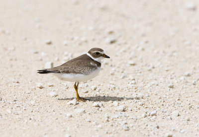Semipalmated Plover _11R2193.jpg