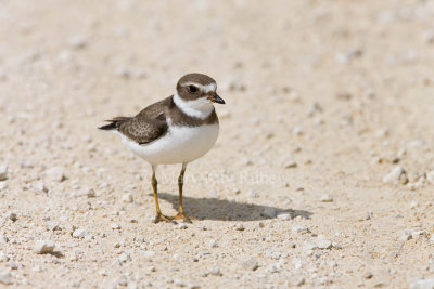 Semipalmated Plover _11R2198.jpg