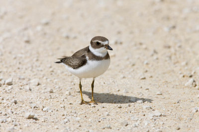 Semipalmated Plover _11R2199.jpg