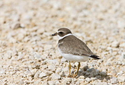Semipalmated Plover _11R2208.jpg
