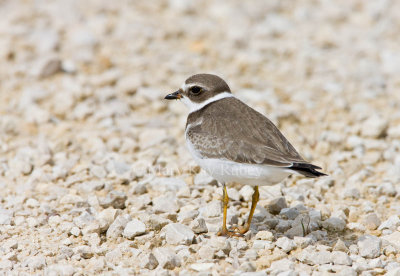 Semipalmated Plover _11R2209.jpg