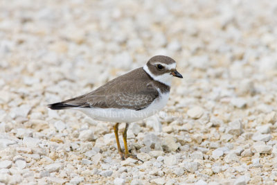 Semipalmated Plover _11R2212.jpg
