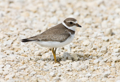 Semipalmated Plover _11R2215.jpg