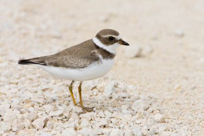 Semipalmated Plover _11R2220.jpg