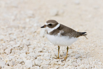 Semipalmated Plover _11R2225.jpg