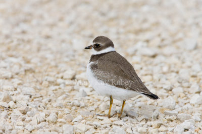 Semipalmated Plover _11R2228.jpg