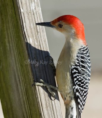 Red-bellied Woodpecker 0I9I8932.jpg